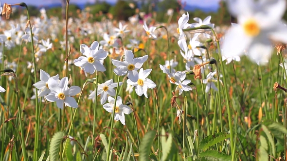 Narcissus Flowering in the Field alt