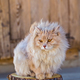 the fluffy cat sits on a stub - PhotoDune Item for Sale