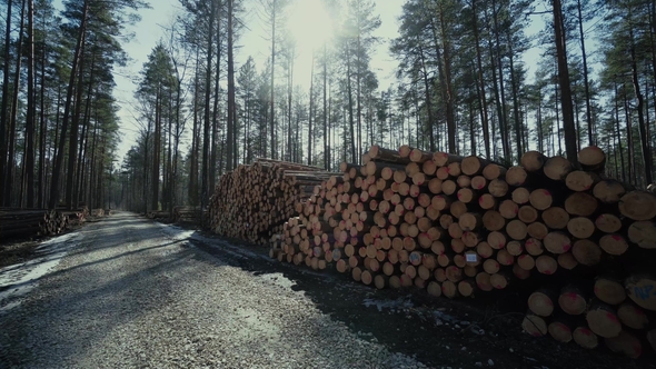 Pine Logs Forest Boards Lumberjack Feller Loggers Work Forest Road alt