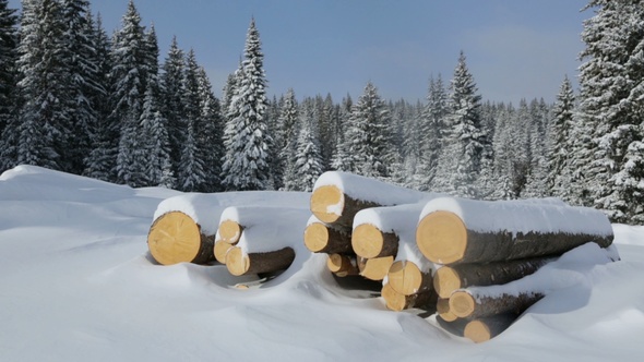 Pile of Logs in Winter Forest