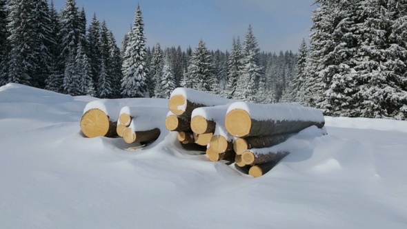 Pile of Logs in Winter Forest