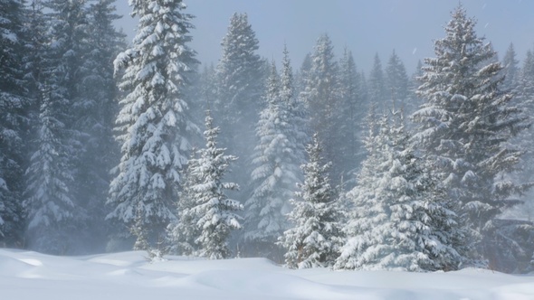 Wind in Winter Forest