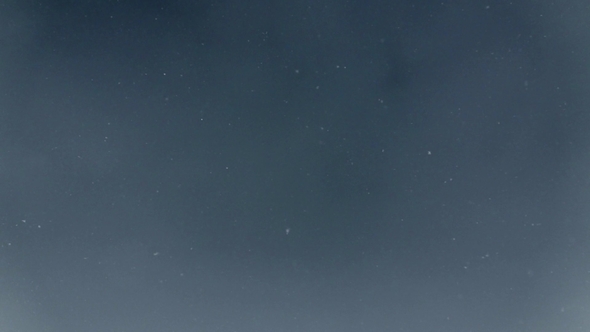 Falling Snow Snowfall in the Spruce Pine Forest Wonderland, Winter