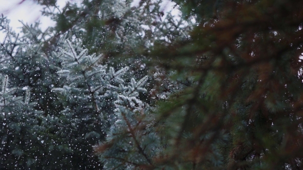 Falling Snow Snowfall in the Spruce Pine Forest Wonderland, Winter alt