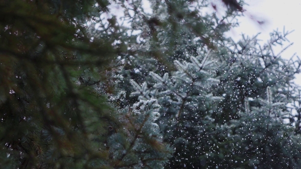 Falling Snow Snowfall in the Spruce Pine Forest Wonderland, Winter ...