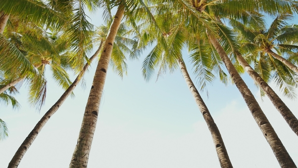 Palm Trees Against the Background of a Light Blue Sky in Clear Weather alt