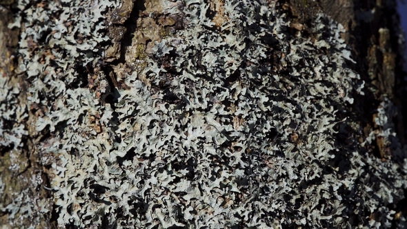 Lichen that Grows on a Tree 