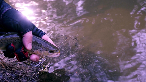 Hand of a Fisherman Releasing a Trout