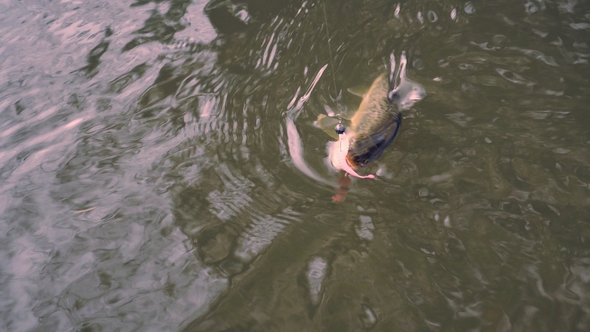 Wild Brook Trout Caught in a Silicone Bait