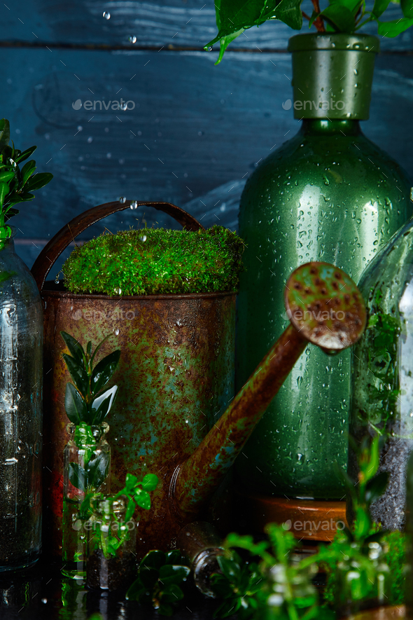 Watering can and bottle with green leaves, plants. Gardening. - Stock Photo - Images