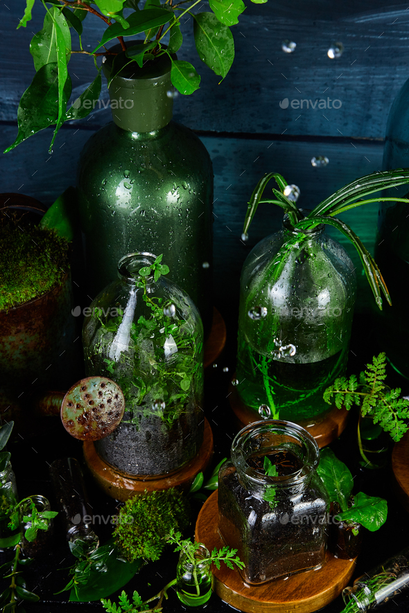 Mini glass vases and bottle with green leaves, plants. Gardening. - Stock Photo - Images