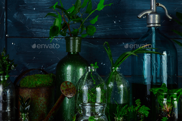 Mini glass vases and bottle with green leaves, plants. Gardening. - Stock Photo - Images