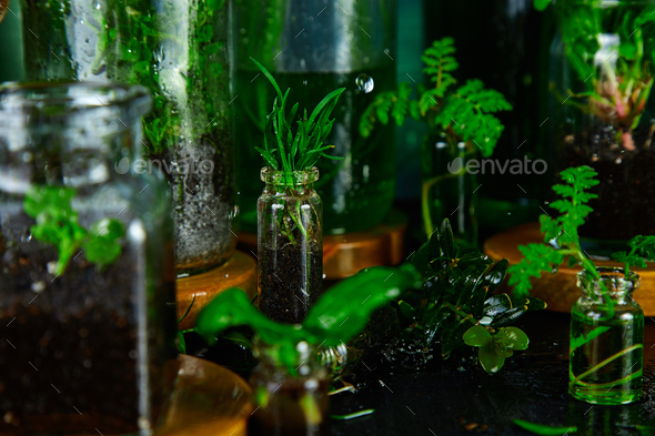 Mini glass vases and bottle with green leaves, plants. Gardening. - Stock Photo - Images