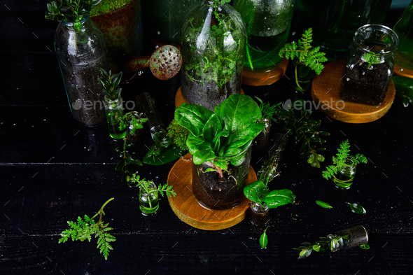 Mini glass vases and bottle with green leaves, plants. Gardening. - Stock Photo - Images