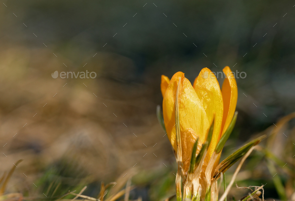 Fresh, young, yellow narcissus (Amarylidaceae) in spring in March. - Stock Photo - Images
