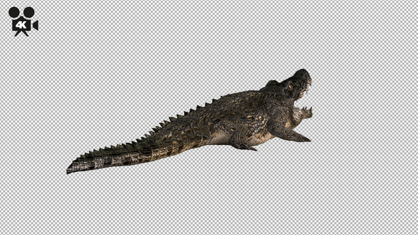 4K Crocodile - Alligator Rolling - Back View alt