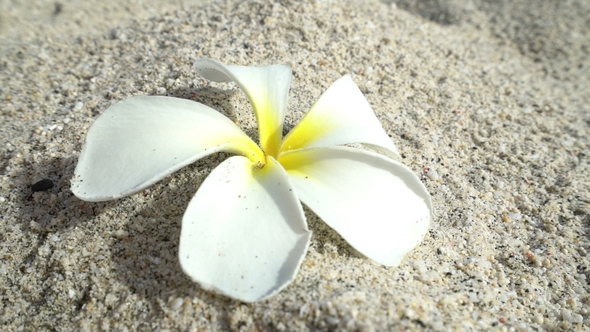 Female Hand Pick Up White Flower in the Sand, Concept Ecology, Green Earth Disaster Destroyed