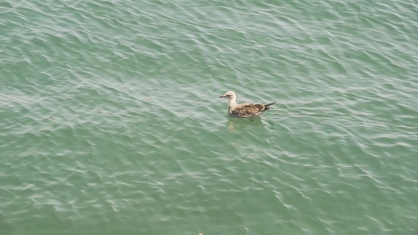 A White Seagull Is Swimming