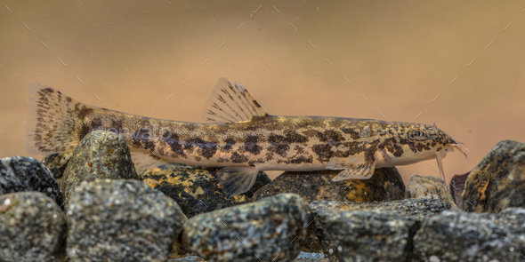 Stone loach on rocky river bottom - Stock Photo - Images