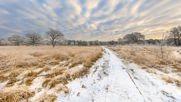 Path through Winter heathland landscape panorama Assen Drenthe - Stock Photo - Images