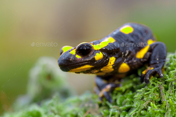 Head of a Fire salamander newt looking in camera - Stock Photo - Images