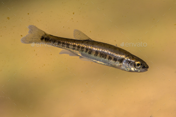 Eurasian minnow swimming in water of river Stock Photo by
