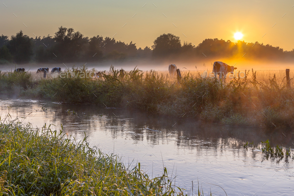 Cows in field on bank of Dinkel River at sunrise - Stock Photo - Images