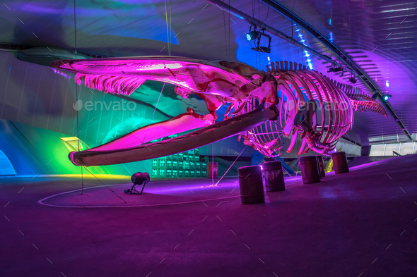 Whale skeleton on exhibition - Stock Photo - Images