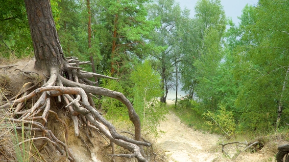 Roots of Trees in Forest