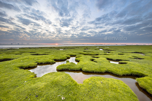 Erosion holes in meadow Tidal marsh of Dollard - Stock Photo - Images