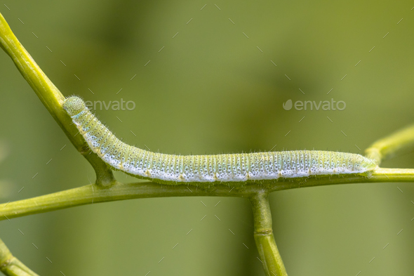 Caterpillar of Orange tip - Stock Photo - Images
