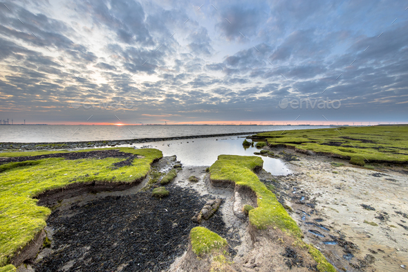 Tidal marsh of Dollard at the Punt van Reide - Stock Photo - Images