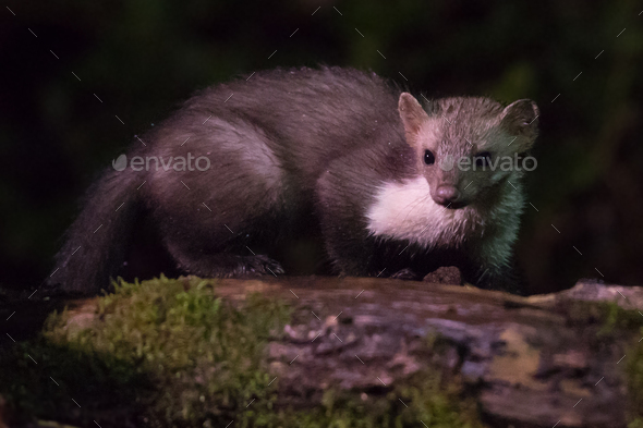 Beech marten on log at night - Stock Photo - Images