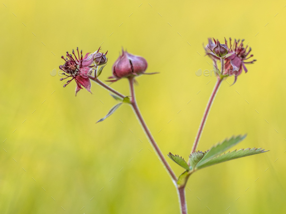 Purple marshlocks close up - Stock Photo - Images
