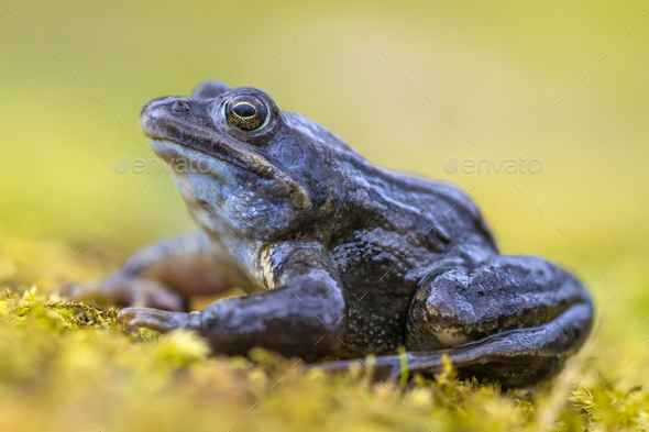 Blue Moor frog side view on bright green background - Stock Photo - Images