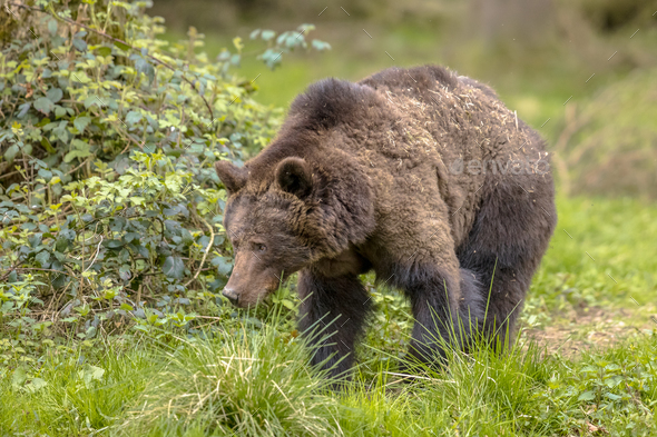 European brown bear foraging in forest habitat - Stock Photo - Images