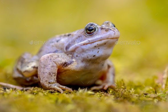 Blue Moor frog looking in camera - Stock Photo - Images