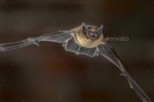 Close up of Flying Pipistrelle bat - Stock Photo - Images