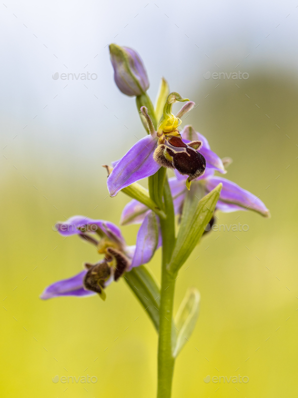 Pink flowers of Bee orchid against sky - Stock Photo - Images