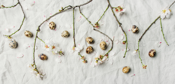 Easter background with eggs and almond blossom flowers - Stock Photo - Images
