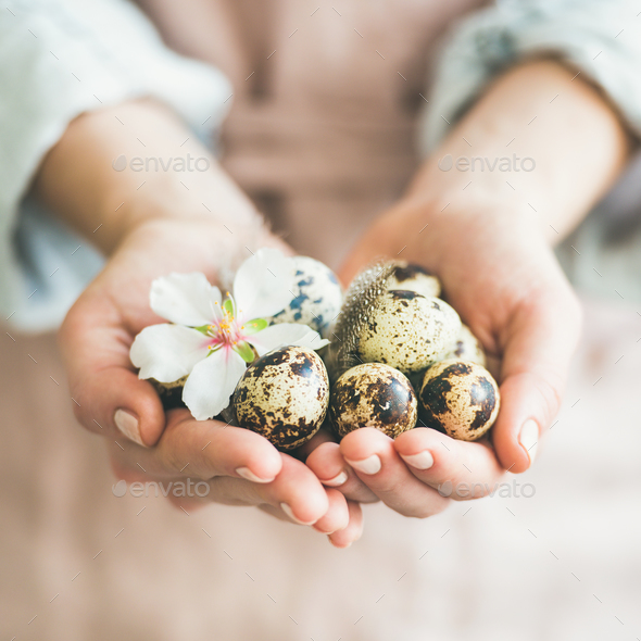 Quail eggs and almond flower in woman's hands, square crop - Stock Photo - Images