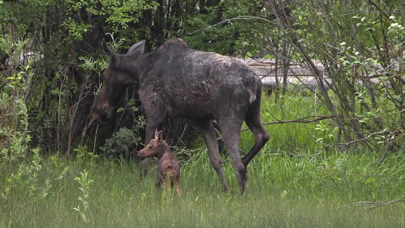 Moose with newborn calf in tall green grass as they walk into the brush alt