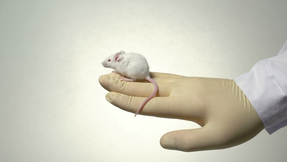 The Scientist Holds A White Laboratory Mouse On His Arm., Stock Footage