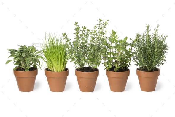 Row of brown terra cotta pots with fresh herbs - Stock Photo - Images