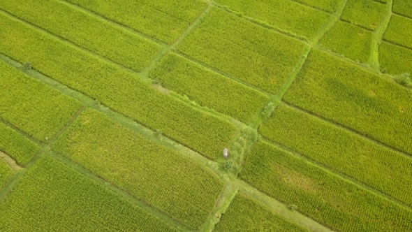 Rice Field Plantation Aerial View. Bali, Indonesia alt