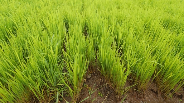 Green Rice Field Paddy Bali, Indonesia alt
