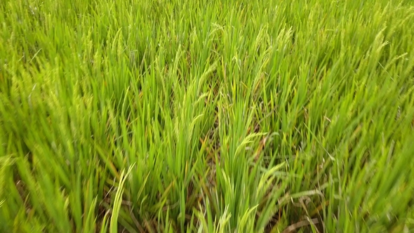 Green Rice Field Paddy