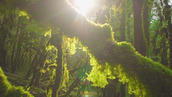 Mysterious Age-old Forest. Enchanted Trees.