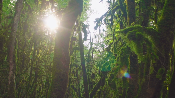 Mysterious Age-old Forest. Enchanted Trees