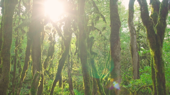 Mysterious Age-old Forest. Enchanted Trees